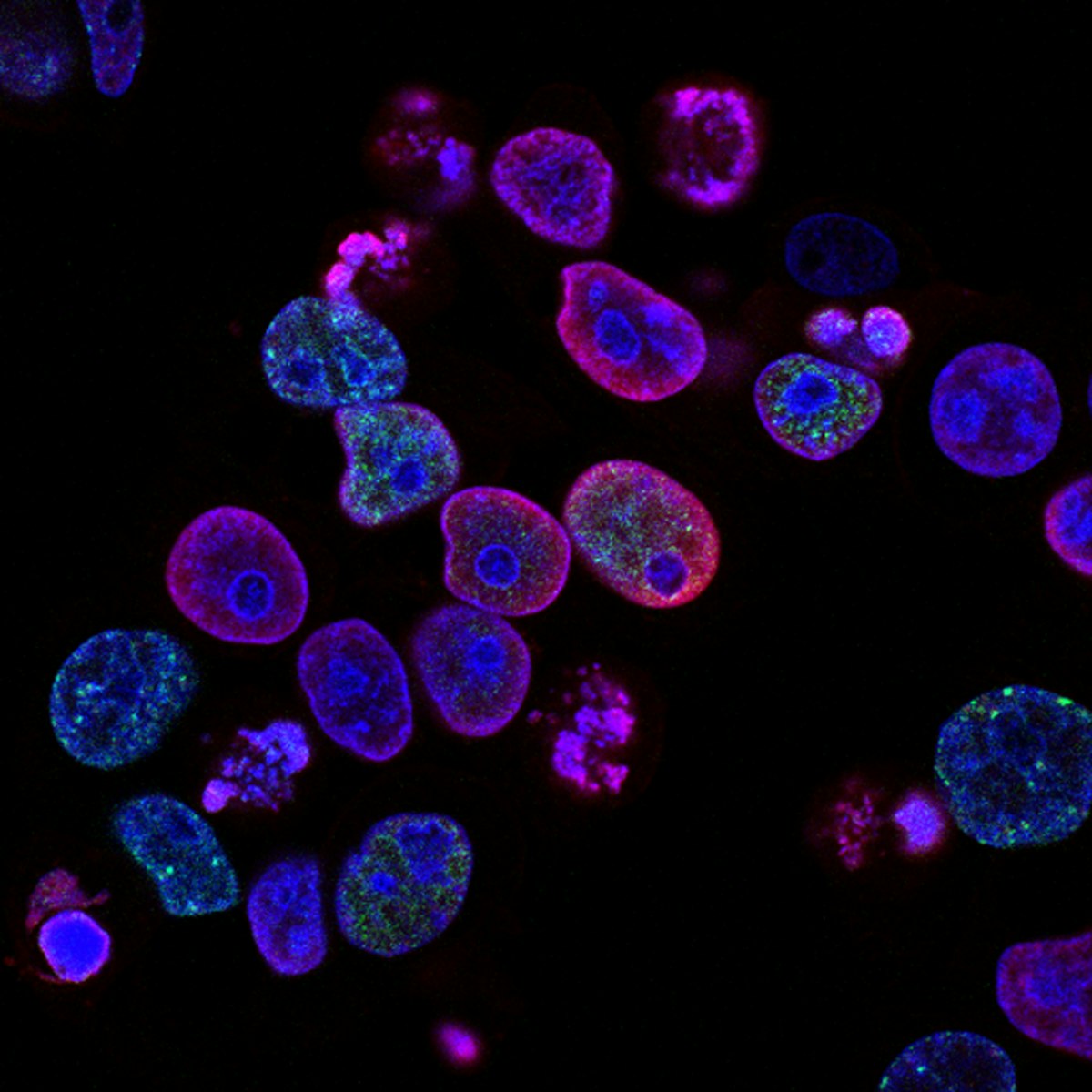 Poste de travail simulant une observation au microscope d'un réseau de neurones